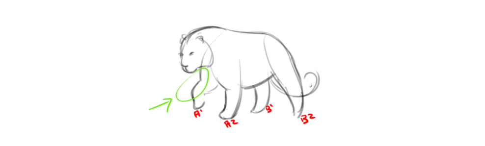 croquis du modèle de tigre pour le dessin