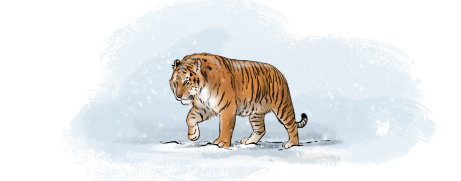 Cómo dibujar un tigre