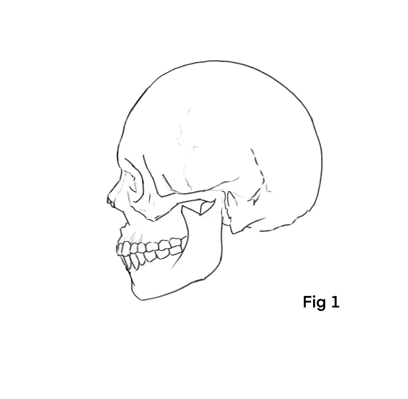 drawing of a skull in profile