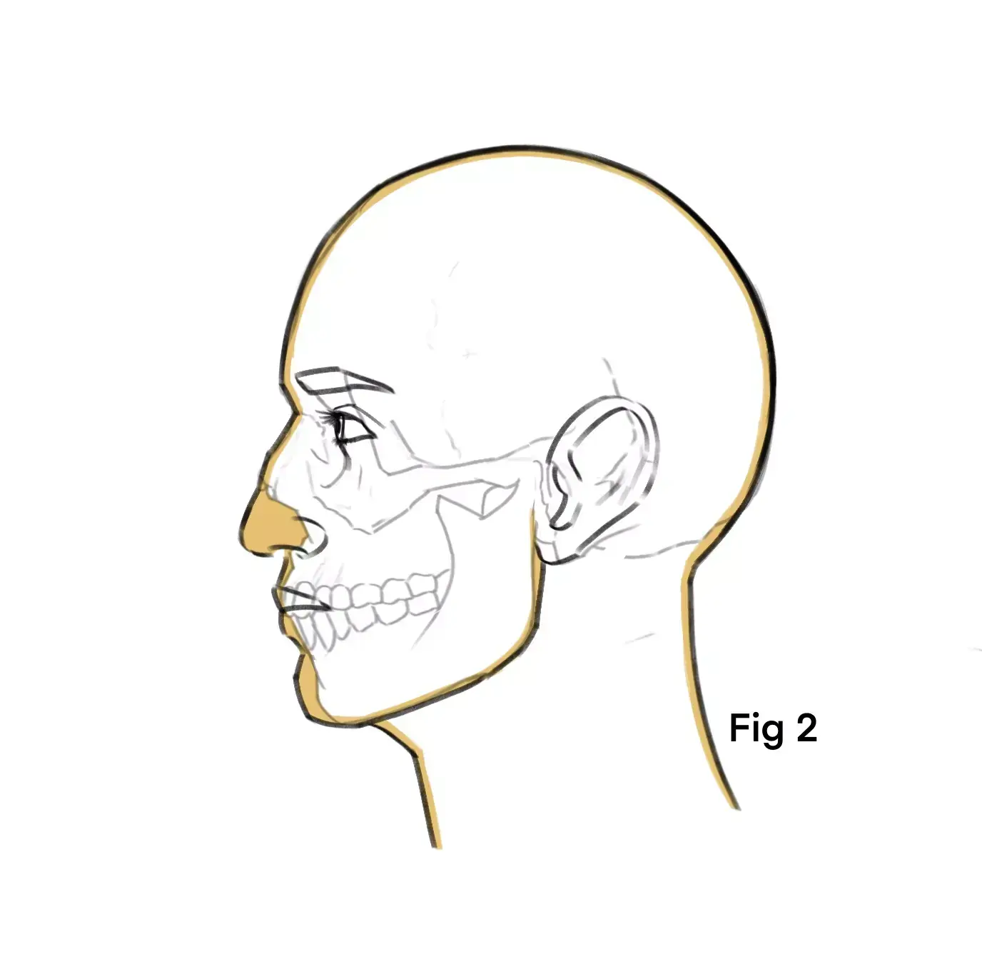 drawing of the facial muscles of a profile face