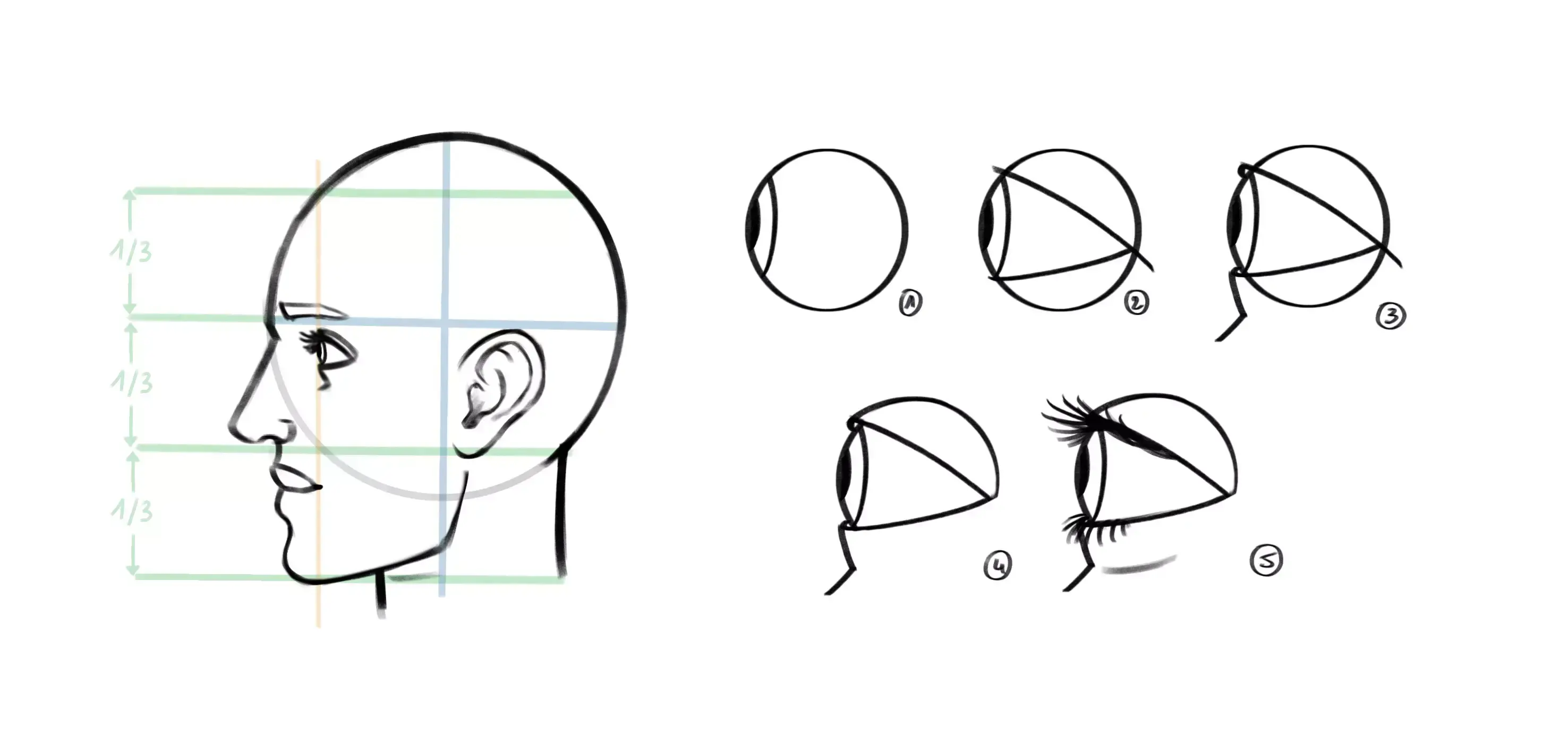 drawing of the eye on a face in profile