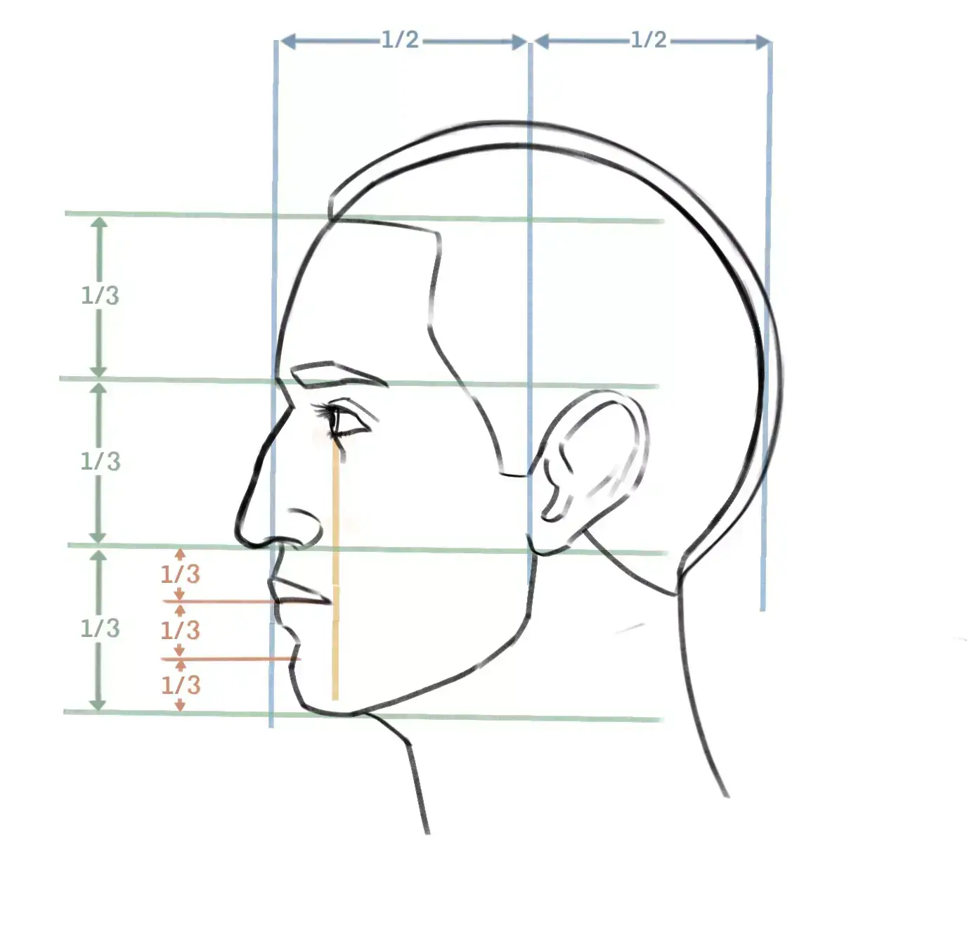 drawing of the proportions of a face