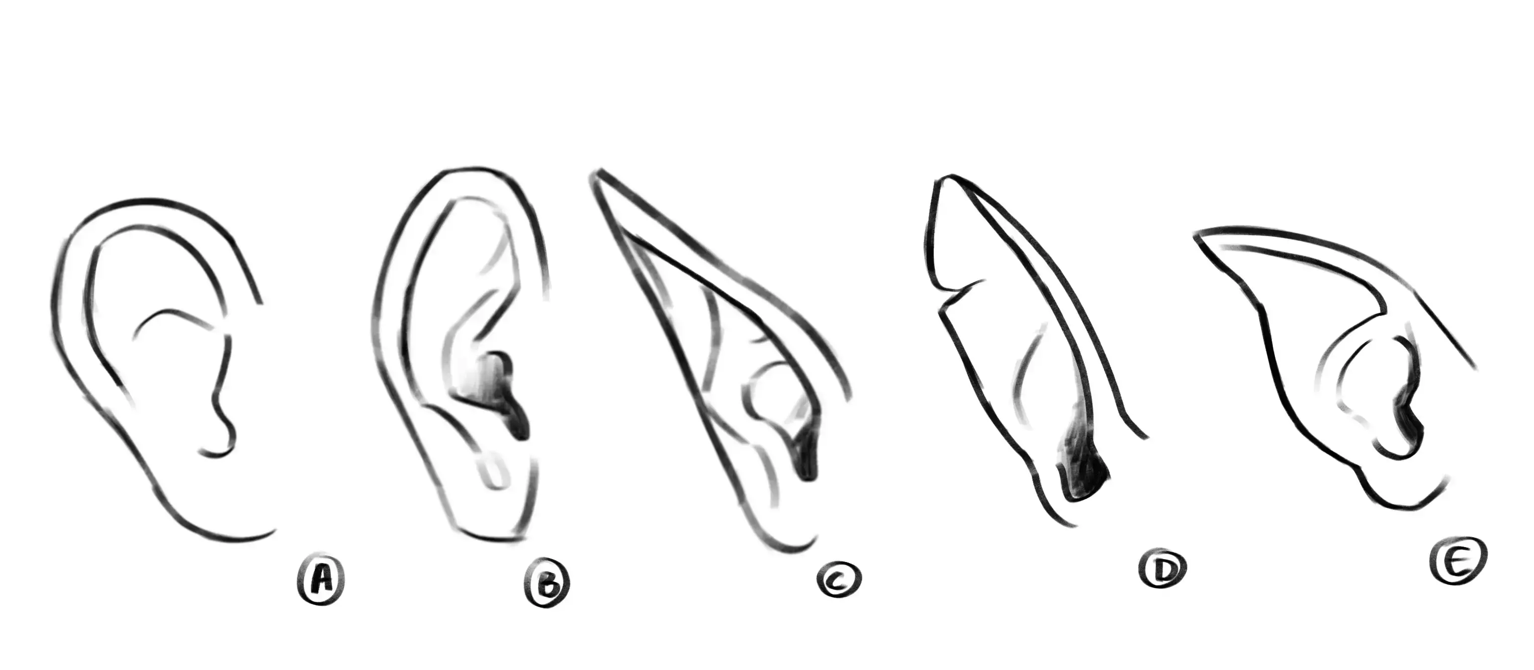 different shapes of ears