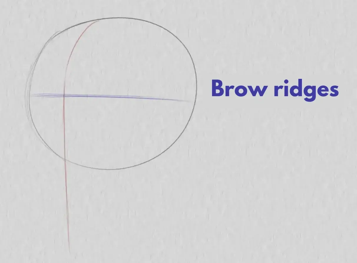 drawing the arches of a face in three quarters