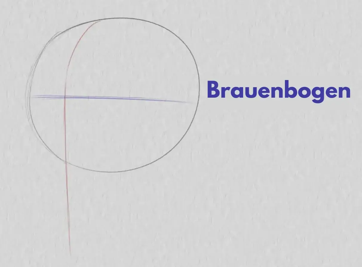 die Bögen eines Gesichts im Dreiviertelprofil zeichnen