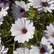 avatar de printemps