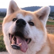 avatar de tiko2694