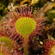 avatar de Drosera